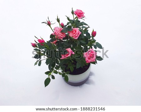 a bush with many pink flowers and green rose leaves in a ceramic pot, against the background of a smooth layer of snow cover, out of the white snow