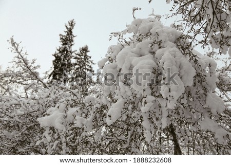 Winter forest landscape with snowy trees