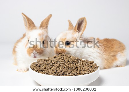 Two white little rabbits eat feed from a plate on a white background. Food for domestic and meat rabbits. Compound feed, pet shop.