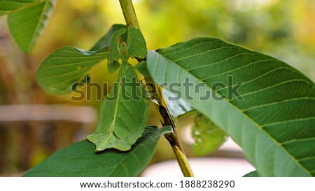 Leaf Insect the green Phylliidae sticking under a leaf and well camouflaged and themes towards the stem on a tropical forest Royalty-Free Stock Photo #1888238290