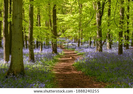 Bluebell woods at Ashridge Estate in the Chilterns, England, UK Royalty-Free Stock Photo #1888240255