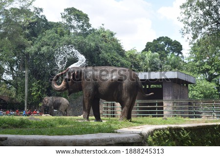 Elephas maximus sumatranus *italic* in Ragunan, Jakarta. December 9,2017