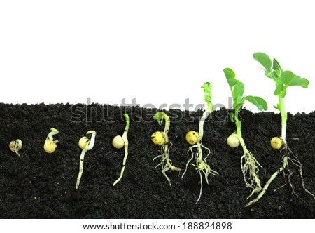 Germination pea sprout in soil Royalty-Free Stock Photo #188824898