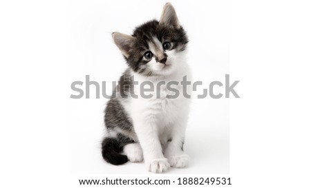 Cute kitten pic for dp