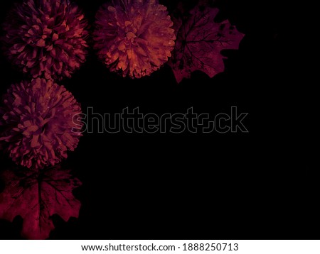 Beautiful abstract color white and red flowers on black background, light pink flower frame,  pink leaves texture, dark background, valentines day, love theme