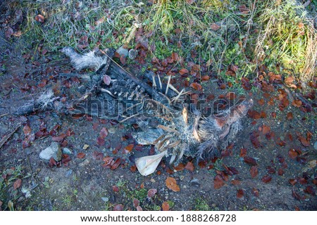 Carcass of wild boar on the forest road, Slovakia