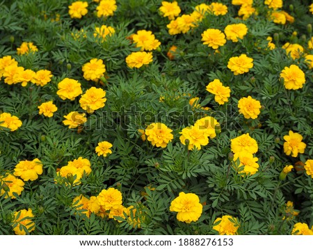 Marigold flower in the garden (Tagetes erecta, Mexican marigold, Aztec marigold, African marigold)
