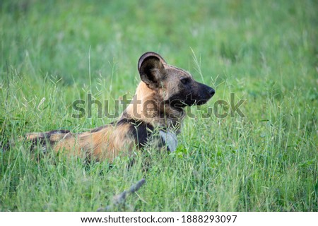 African Wilddog seen on a safari in South Africa