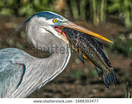 Great Blue Heron eating a colorful catfish fish in the water 