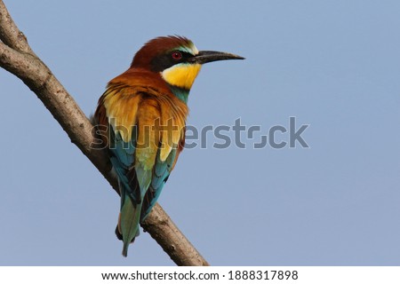 Merops apiaster sits on a branch