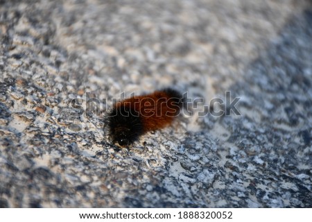 A woolly worm on the ground. It is brown and black. Picture taken in St. Peters, Missouri.