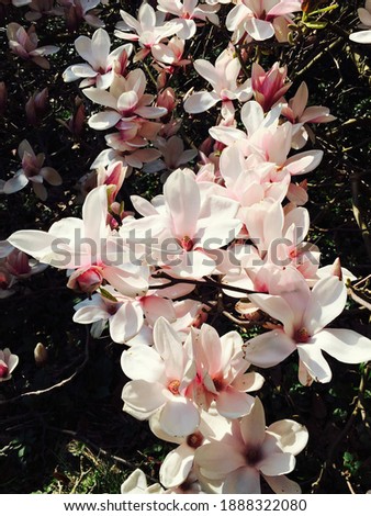 white and purple magnolia blossom 