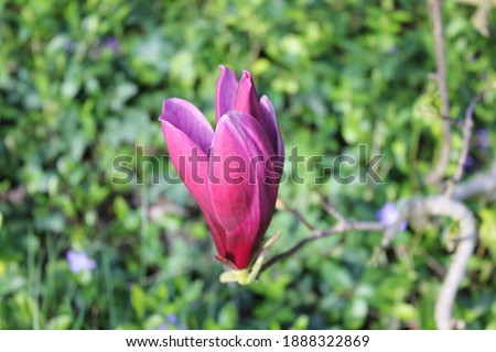 purple magnolia blossom on a tree
