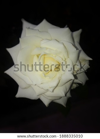 white rose with the darkness on the background