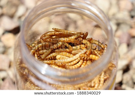 Photo of dried worms used as snack for pet fish Royalty-Free Stock Photo #1888340029