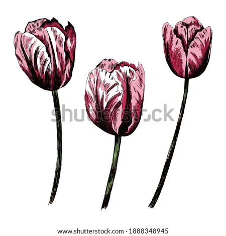 Rouse tulip flower graphic. Set of line drawing tulips, Bouquet Doodle. For posters, textiles, etc. Vector Illustration. Realistic , for cards, posters, postcard design, logo, for printed matter.