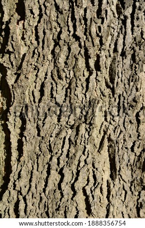 Common hackberry bark detail - Latin name - Celtis occidentalis Royalty-Free Stock Photo #1888356754