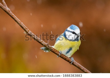 A blaumeise on a branch in an snowy day, Germany
