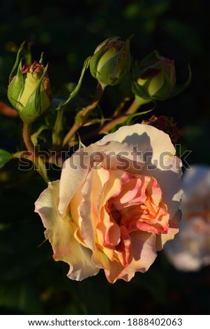 Rose flower "Comtessa" in Garden in Central Park. Beautiful blooming rose in the park.