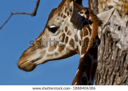 Close up of the face of a Giraffe
