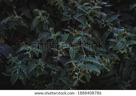 A closeup shot of green leaves on a plant