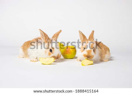 Two little red fluffy rabbits are eating yellow apples on a white background. Pet rabbit food, photo with copy space for pet shop and veterinary clinic.
