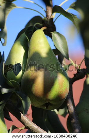 Pears with leaves on tree