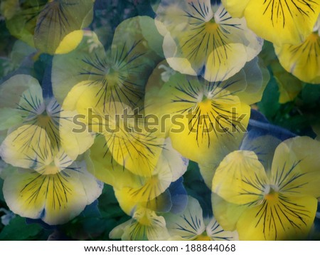 A digitally altered background photo of pansy flowers                     
