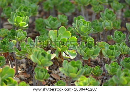 Picture of multiple green plants
