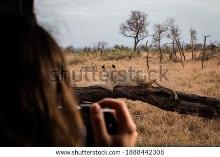 A woman taking a photo of a lion while on safari in South Africa