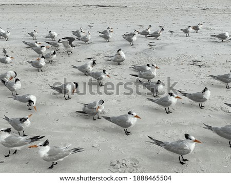 A flock of seagulls perched on the gray sand at the beach 