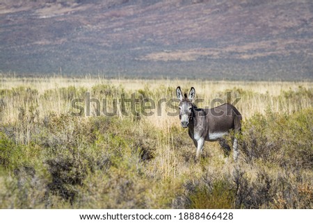 Wild burro just north of the Sheldon National Wildlife Refuge, in north western Nevada alongside highway 140