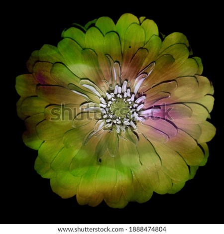 Beautiful Flower with the dark background