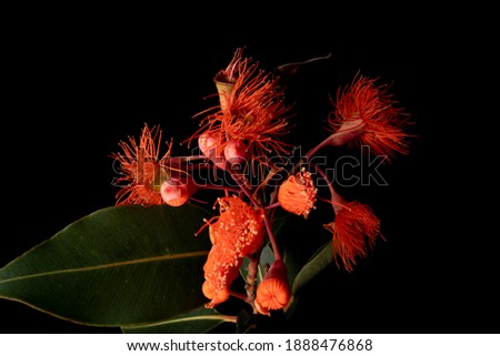 Eucalyptus gum flowers isolated on black background. Mix of Corymbia ficifolia (Wildfire) and Corymbia ficifolia (Red flowering Gum)