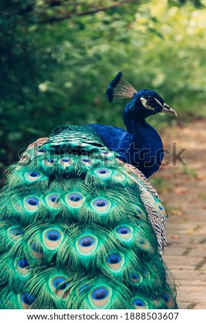 Animal photography - indian peafowl, pavo cristatus