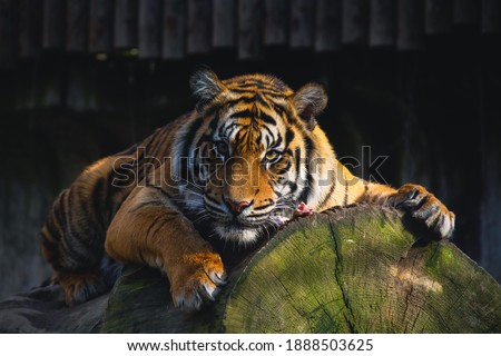 Animal photography, sumatran tiger, big cat, panthera tigris sumatrae