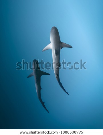 Two sharks swim in the ocean, top view underwater