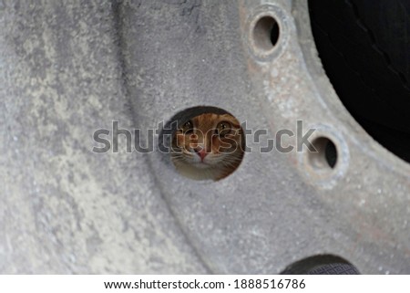 A cat in wheel circle