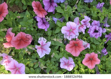 Flower close up natural garden wallpaper 