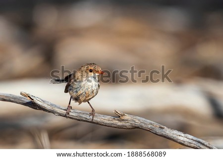 
An adult female Splendid Fairywren (Malurus splendens) perched on a branch.