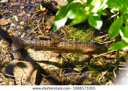 A Greenback Cutthroat trout in a clear river in the Rocky Mountain National Park. Also the state fish of Colorado. Royalty-Free Stock Photo #1888571005