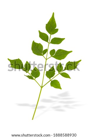 Small branch of green leaves, plant leaf from the tree isolated on white background for advertising decoration