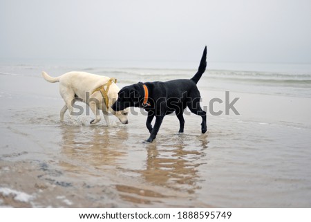 Black and white dog on the beach