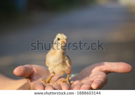 The pale yellow chick is in the woman's palm against the blurred background.