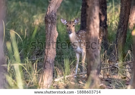 Spotted Deer or Chital (Axis axis) standing in the lush green forest, is a species of deer that is native to the Indian subcontinent.