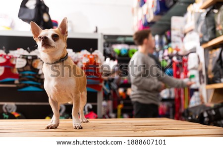 Portrait of Chihuahua dog in a pet store. High quality photo