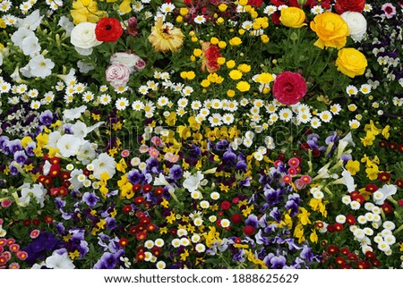 Spring flower beds are full of beautiful flowers of various colors.