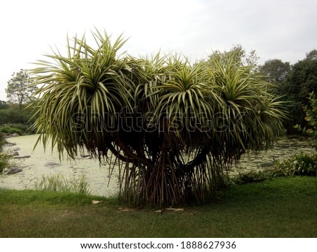 palm tree with pond background