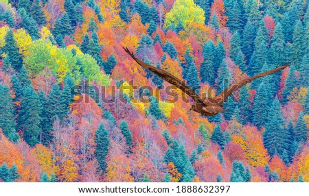 Red-tailed Hawk flying over the mountains with multi clored tree forest
