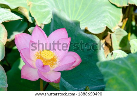 lotus flower and green leaves lotus nature background in pond panoramic. Blank copy space